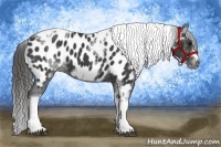 Horse Color:White Spotted Black Splash Tobiano Frame Near Leopard