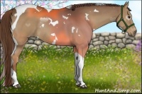 Horse Color:White Spotted Liver Chestnut Tobiano Rabicano 