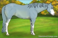 Horse Color:Watercolor Chestnut Sabino 