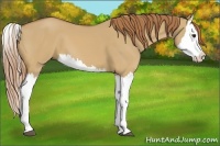 Horse Color:Red Dun Splash