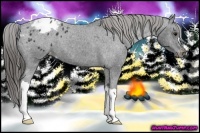 Horse Color:Black Appaloosa 