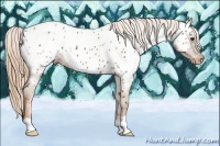 Horse Color:Chestnut Near Leopard 