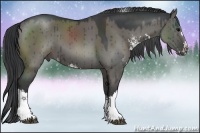 Horse Color:Grullo Sabino Splash