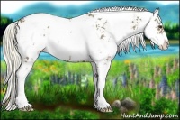 Horse Color:Liver Red Dun Sabino Rabicano