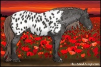 Horse Color:Liver Chestnut Appaloosa 