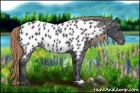 Horse Color:Liver Chestnut Appaloosa