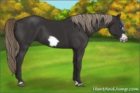 Horse Color:Liver Chestnut Frame 