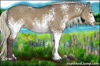 Horse Color:White Spotted Liver Red Dun Sabino Rabicano