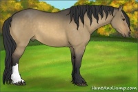 Horse Color:Buckskin Dun