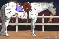 Horse Color:White Spotted Brown Appaloosa