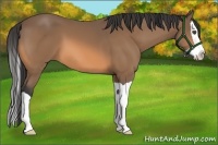 Horse Color:Buckskin Splash 