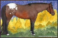 Horse Color:Bay Snowcap 
