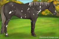 Horse Color:White Spotted Liver Chestnut 