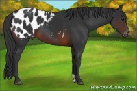 Horse Color:Brown Appaloosa 