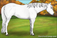 Horse Color:Gray Chestnut 