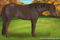 Horse Color:Liver Chestnut 