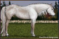 Horse Color:Gray Chestnut 