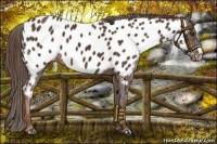 Horse Color:Liver Chestnut Near Leopard 