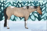Horse Color:Unknown 