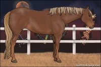 Horse Color:Chestnut 