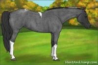 Horse Color:Blue Roan Tobiano