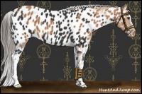 Horse Color:Chestnut Near Leopard  and Black Near Leopard 
