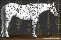 Horse Color:White Spotted Black Appaloosa