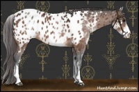 Horse Color:White Spotted Bay Appaloosa