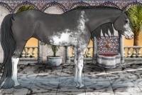 Horse Color:Black Sabino 