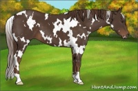 Horse Color:White Spotted Liver Chestnut 