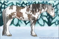 Horse Color:White Spotted Liver Chestnut Sabino Appaloosa