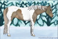 Horse Color:Chocolate Palomino Tobiano 