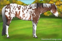 Horse Color:White Spotted Bay Tobiano Appaloosa 