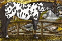 Horse Color:Liver Chestnut Sabino Near Leopard 