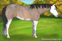 Horse Color:Buckskin Roan Splash