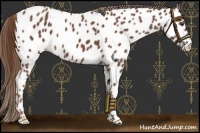 Horse Color:Chestnut Near Leopard 