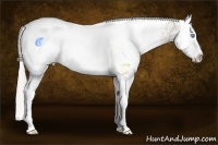 Horse Color:White Spotted Chocolate Palomino Pearl Splash