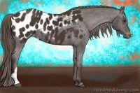 Horse Color:Liver Chestnut Appaloosa