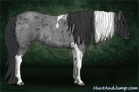 Horse Color:Blue Roan Tobiano 