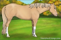 Horse Color:Gold Champagne 