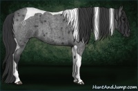 Horse Color:Blue Roan Tobiano 