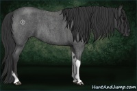 Horse Color:Blue Roan Tobiano