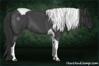 Horse Color:Blue Roan Tobiano