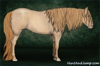 Horse Color:Gold Champagne Roan 