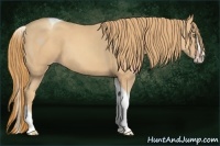 Horse Color:Gold Champagne Splash Tobiano 