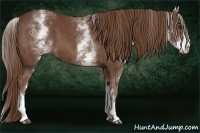 Horse Color:White Spotted Chestnut 