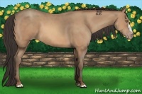 Horse Color:Amber Champagne 