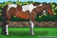Horse Color:Bay Tobiano 