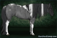 Horse Color:Blue Roan Tobiano 