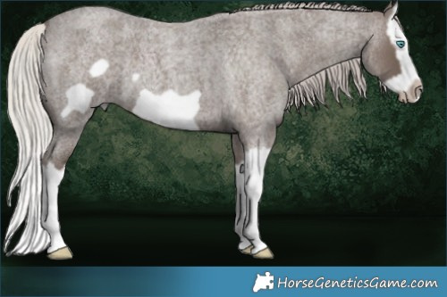 Horse Color:Silver Blue Roan Splash Frame 